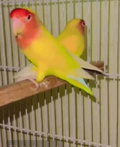 lutino pair second breed