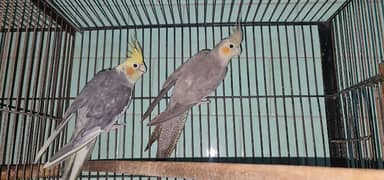 birds for sale