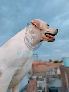 Breeder Labrador Female