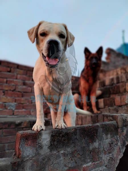 Breeder Labrador Female 1