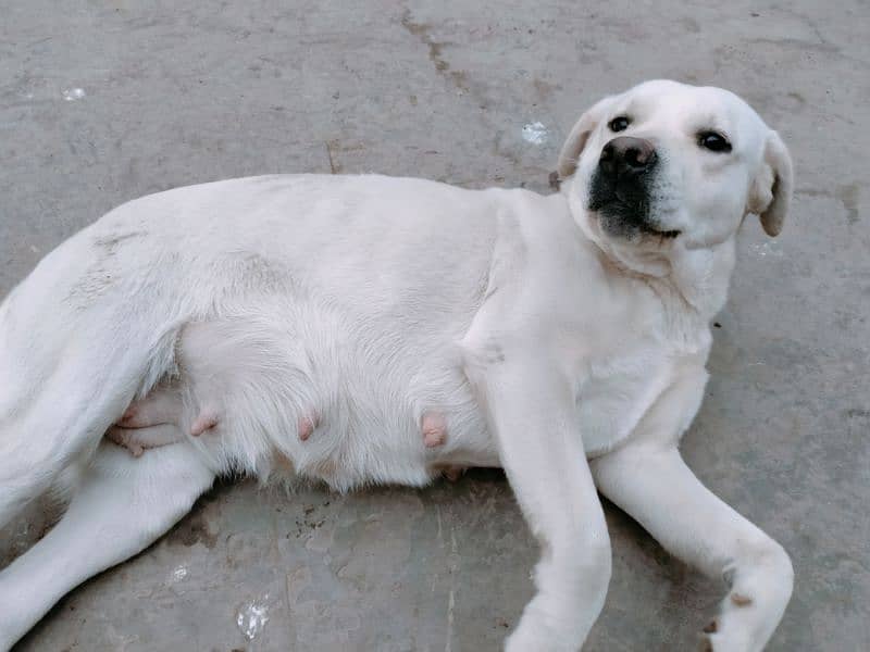 Breeder Labrador Female 2