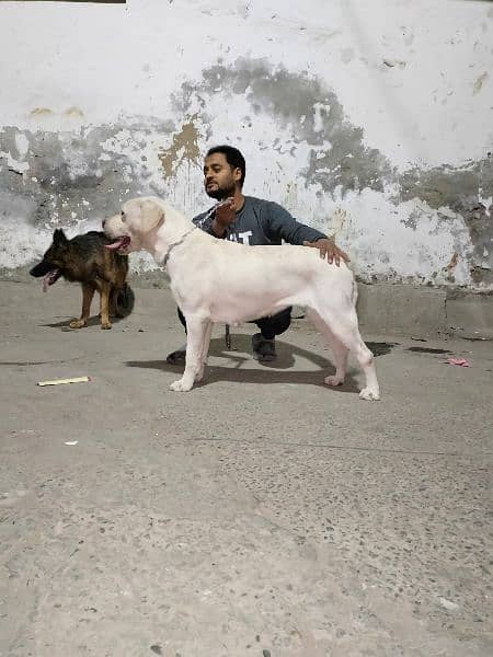 Breeder Labrador Female 3