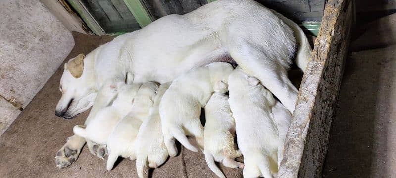 Breeder Labrador Female 4