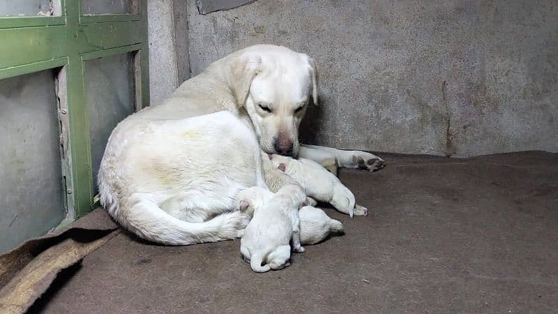 Breeder Labrador Female 5