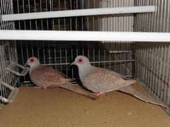 Breeder red diamond dove pair MaShaAllah