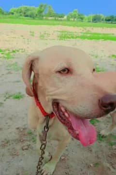 Labrador good lok Urgent cel 0