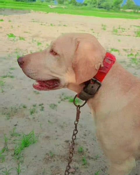 Labrador good lok Urgent cel 1