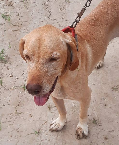 Labrador good lok Urgent cel 2