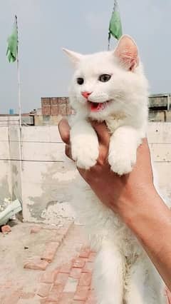 Turkish angora Beautiful odd eyes kitten