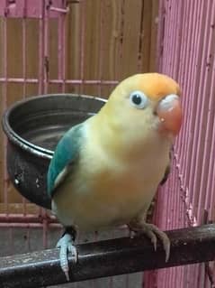 Lovebird breeder 2000 per pice