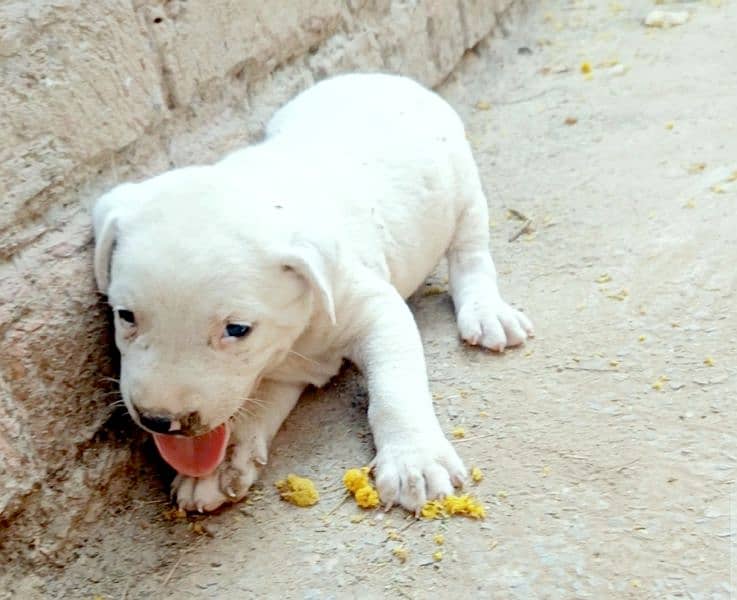 pure gultair age just one month 2