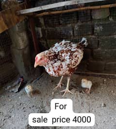 aseel for sale