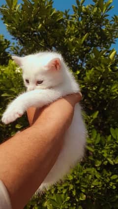 Semi Persian kitten