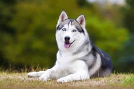 Top Breed triple coat Siberian Husky salling due to owner going abroad