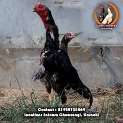 Oh Shamo German & Oh Shamo Belgium Egg Laying Breeder Pair Available