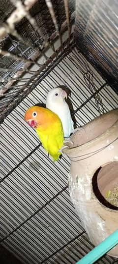 lovebirds and cocktail