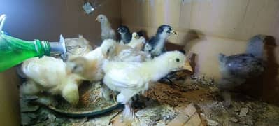 Heavy Cochin | Rosecomb | Japanese 22+ Days Old Chicks