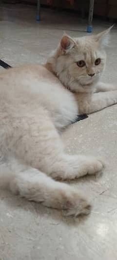 Persian cat