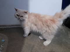 Persian cat