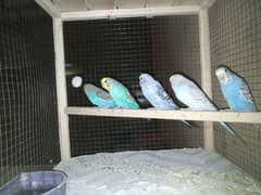 Budgies breeders 10 pieces for urgent sale