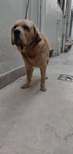 Labrador male adult for matting