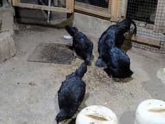 3 females 1 male healthy and active 5 months chicks bhi availabe hyn