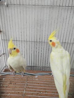 Common Cockatiel breeder pair birds parrots cocktail