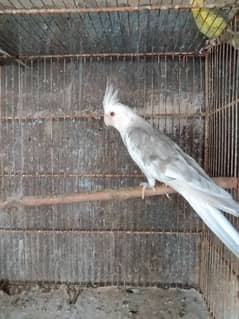 White face fellow male and other parrots