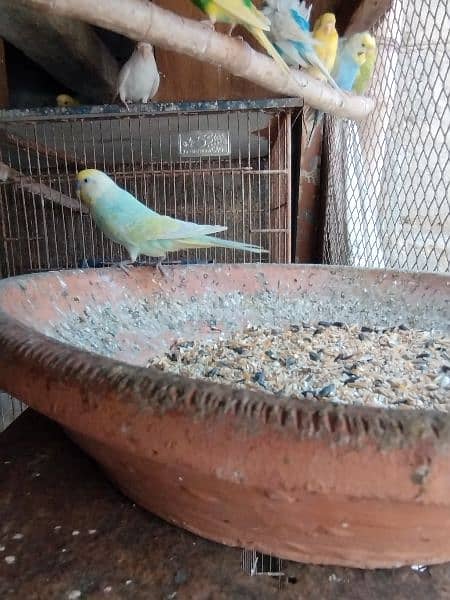 White face fellow male and other parrots 6