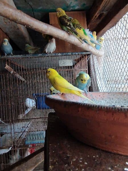 White face fellow male and other parrots 8