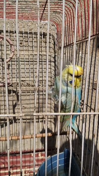 White face fellow male and other parrots 10