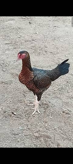 aseel hen for sale home breed 0