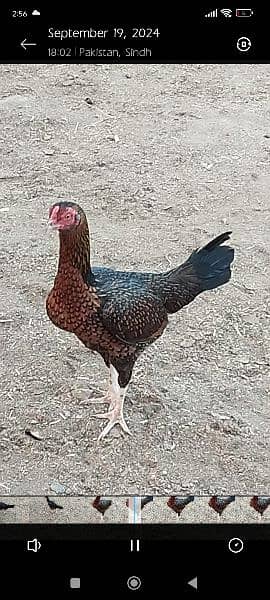 aseel hen for sale home breed 1