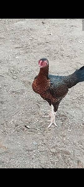 aseel hen for sale home breed 2