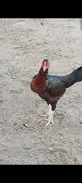 aseel hen for sale home breed 3