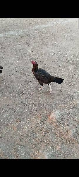 aseel hen for sale home breed 4