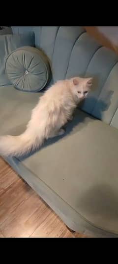 Russian Persian kitten cat