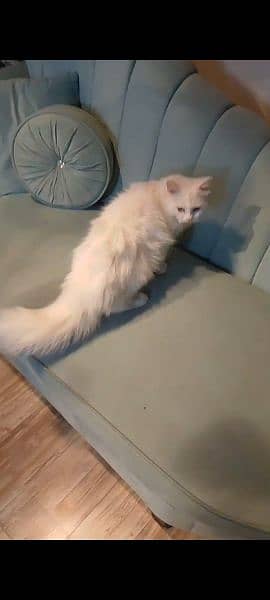 Russian Persian kitten cat 0