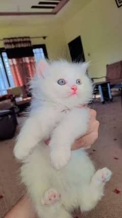 Persian kitten