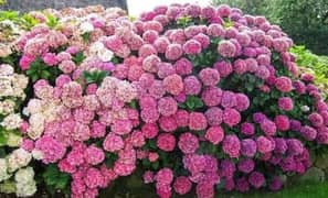 Hydrangea Plants