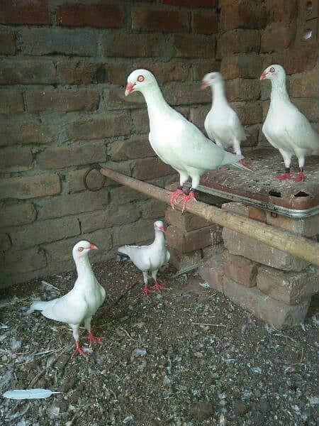 Danish breeder pair 1