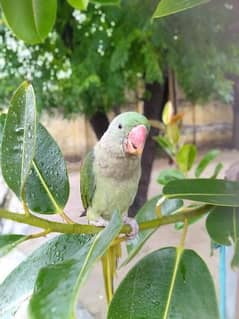 Raw parrot with cage and Lovebirds with cage