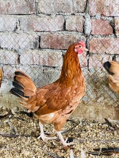 Golden|Misri|Pathi|female|Chicks|Desi egg laying hen| Murgi|chuzay