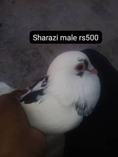 sharazi