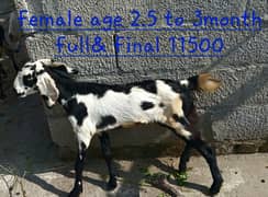 goats kids 3male 4female MashaAllah healthy and active 11500 &13500