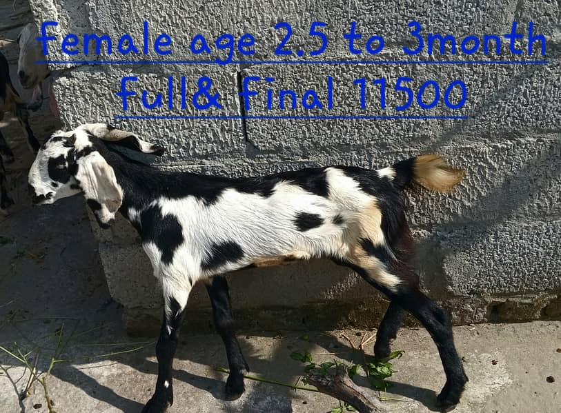 goats kids 3male 4female MashaAllah healthy and active 11500 &13500 0