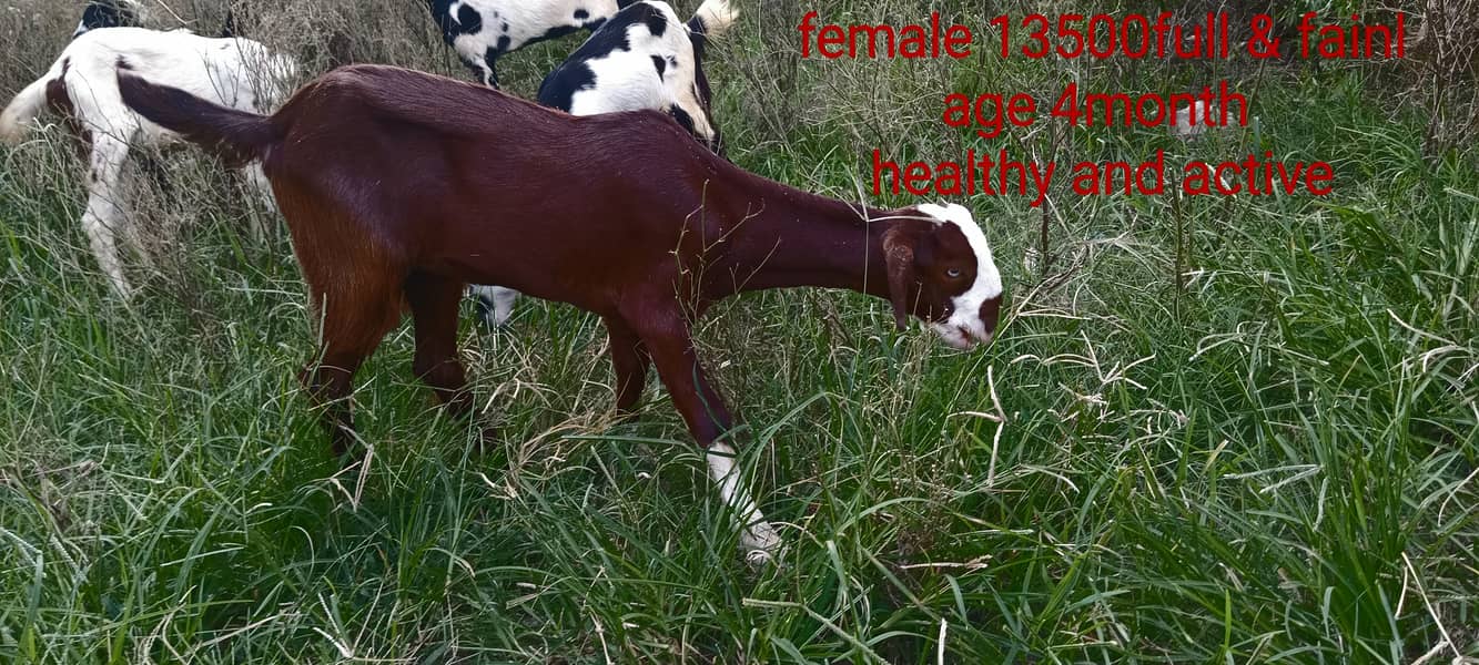 goats kids 3male 4female MashaAllah healthy and active 11500 &13500 1