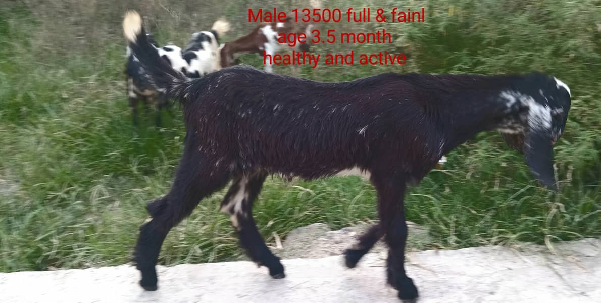 goats kids 3male 4female MashaAllah healthy and active 11500 &13500 4