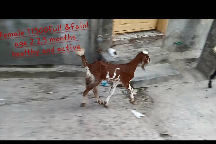 goats kids 3male 4female MashaAllah healthy and active 11500 &13500 6