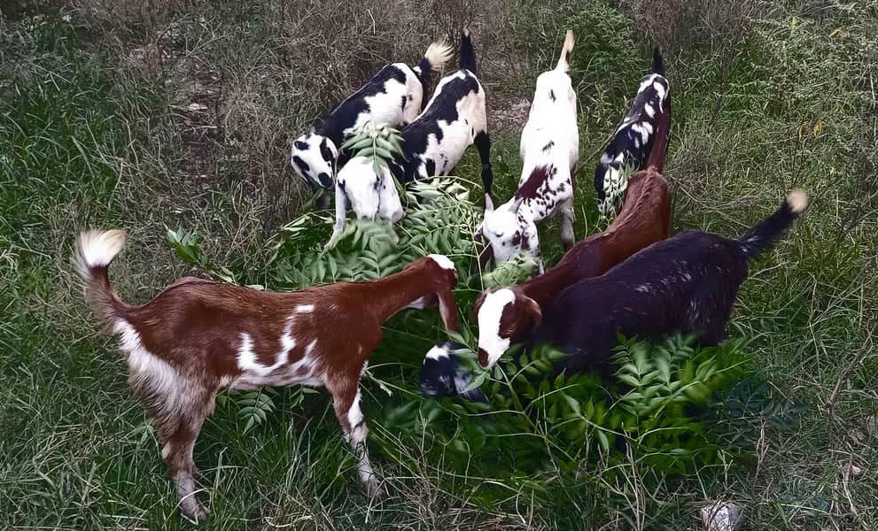 goats kids 3male 4female MashaAllah healthy and active 11500 &13500 7